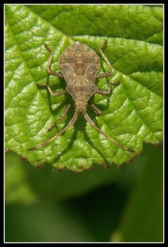 Image of Dock Bug