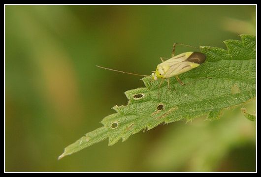 Image of Potato Bug