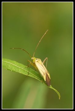 Image of Potato Bug