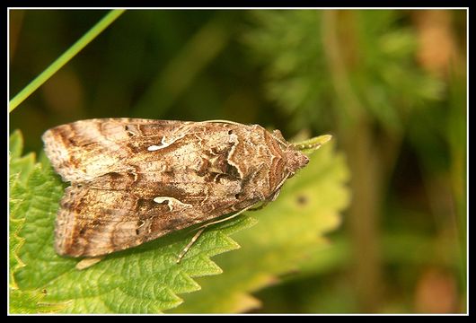 Слика од Autographa gamma Linnaeus 1758