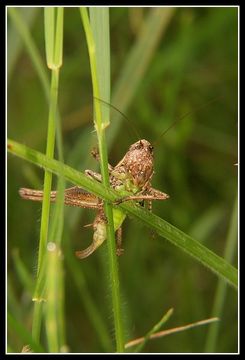 Image of dark bush-cricket