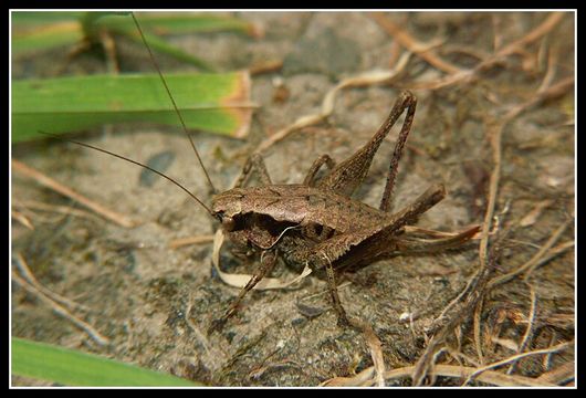 Image of dark bush-cricket