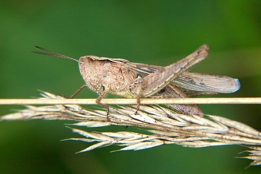 Chorthippus (Glyptobothrus) brunneus (Thunberg 1815) resmi