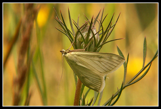 صورة Sitochroa palealis Schiffermüller