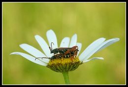 Stenopterus rufus (Linné 1767) resmi