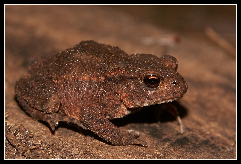 Image of Common Toad