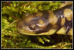 Image of Barred Tiger Salamander