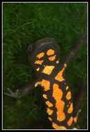 Image of Laos Warty Newt; Laotriton de Laos