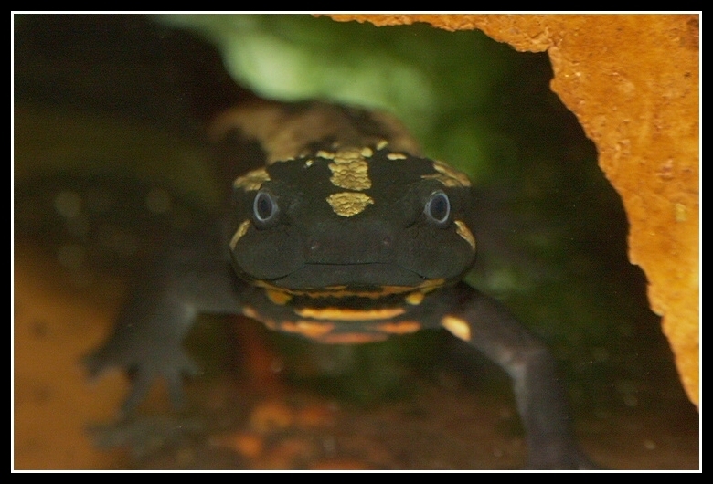 Image of Laos Warty Newt; Laotriton de Laos