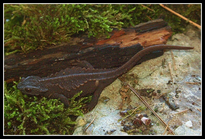 Image of Anderson's Crocodile Newt