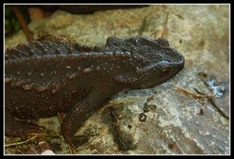 Image of Anderson's Crocodile Newt