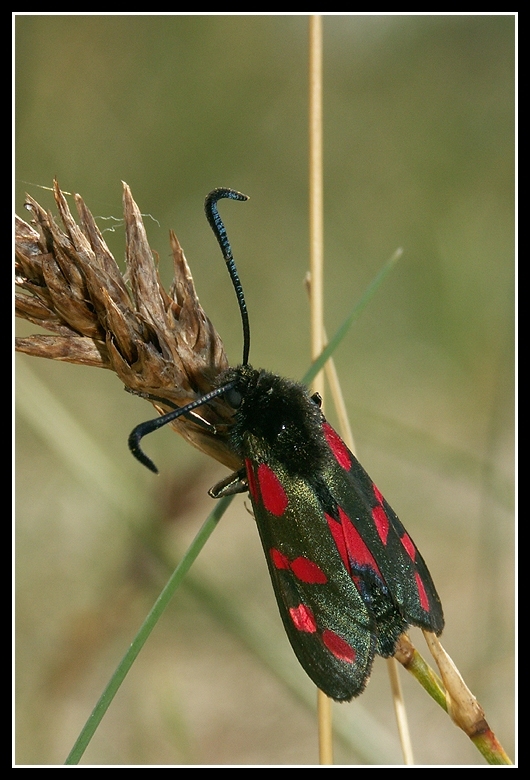 Image of six-spot burnet