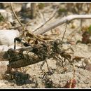 Oedipoda caerulescens (Linnaeus 1758) resmi