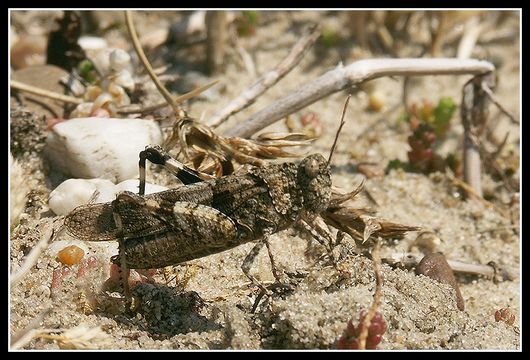 Plancia ëd Oedipoda caerulescens (Linnaeus 1758)