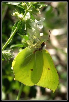 Imagem de Gonepteryx rhamni (Linnaeus 1758)