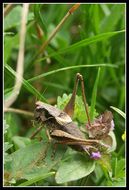 Image of dark bush-cricket