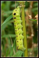 Image of elephant hawk-moth