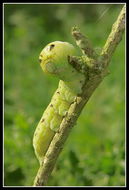 Image of elephant hawk-moth