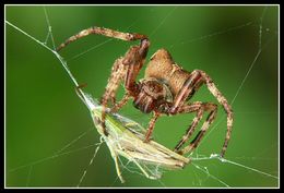 Image of Araneus angulatus Clerck 1757