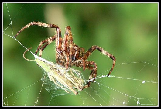 Sivun kyhmyristihämähäkki kuva