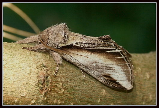 Image of Greater Swallow Prominent