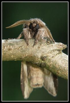 Image of Greater Swallow Prominent