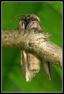 Image of Greater Swallow Prominent