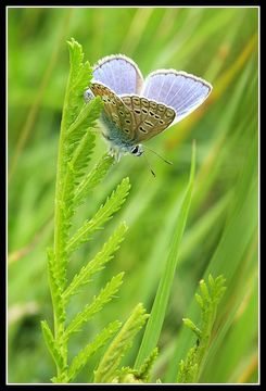 Image of common blue