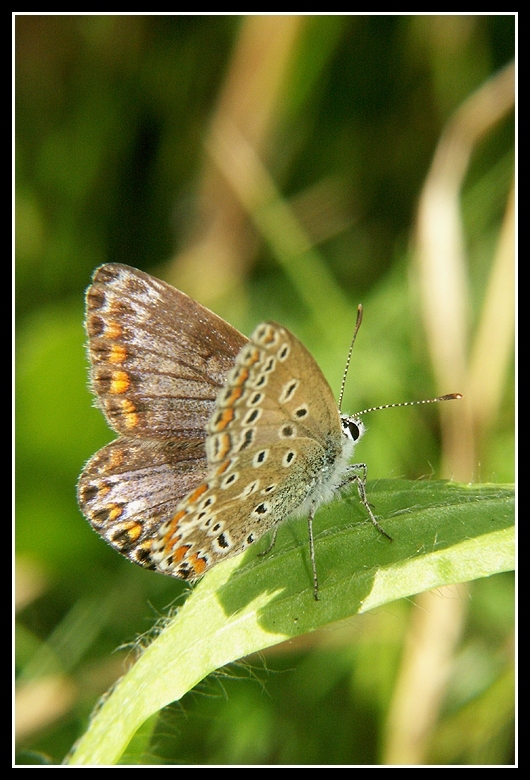 Image of common blue