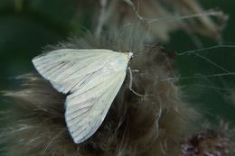 صورة Sitochroa palealis Schiffermüller