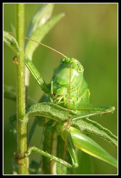 Image of Great green bushcricket