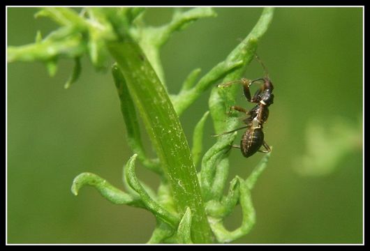 Image of <i>Himacerus mirmicoides</i>