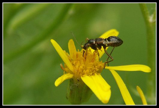 Image of <i>Himacerus mirmicoides</i>