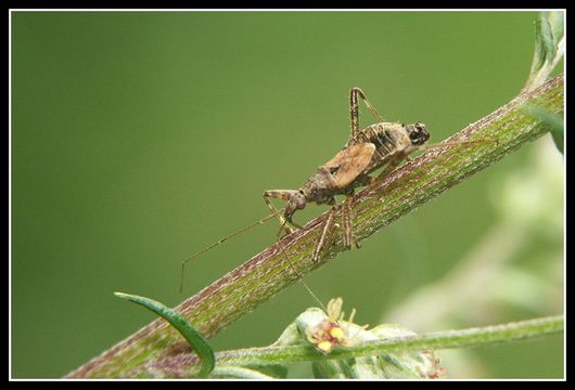 Image of <i>Himacerus mirmicoides</i>