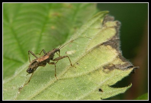 Image of <i>Himacerus mirmicoides</i>