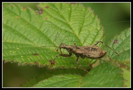 Image of <i>Himacerus mirmicoides</i>