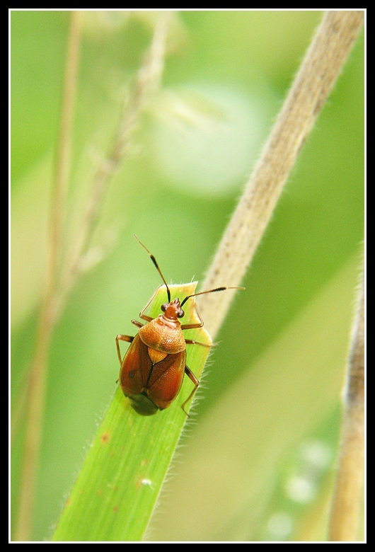 Deraeocoris ruber (Linnaeus 1758)的圖片