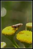 Image of Common froghopper