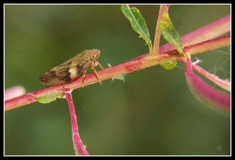 Image of Common froghopper