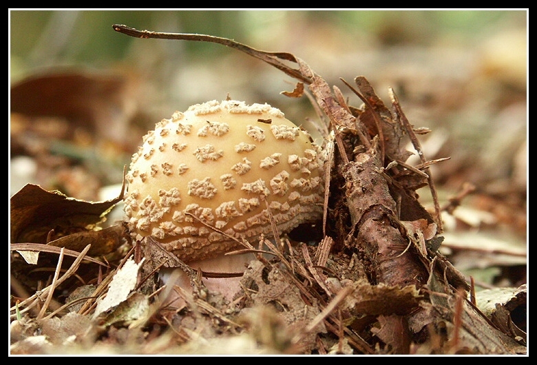 Imagem de Amanita rubescens Pers. 1797