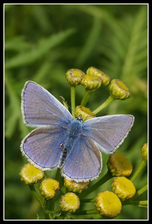 Image of common blue