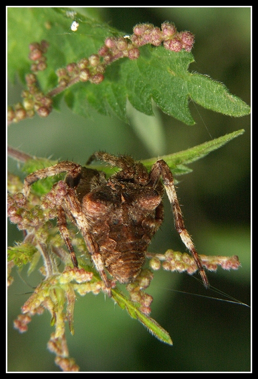 Sivun kyhmyristihämähäkki kuva