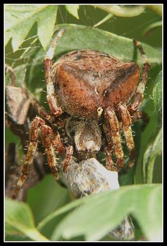 Image of Araneus angulatus Clerck 1757