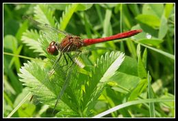 Imagem de Sympetrum vulgatum (Linnaeus 1758)