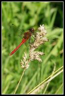 Imagem de Sympetrum vulgatum (Linnaeus 1758)