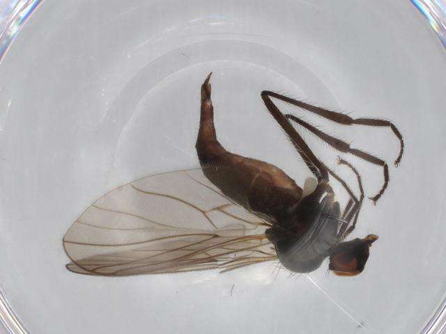 Image of Hybotinae