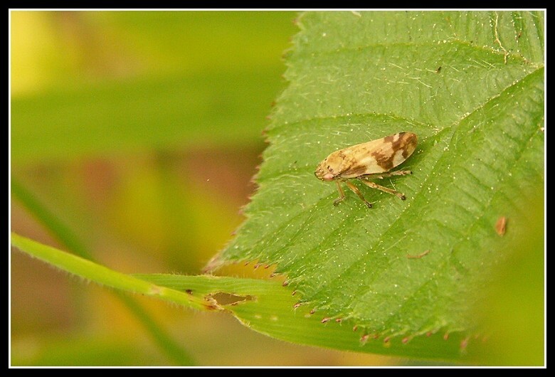 Image of Common froghopper