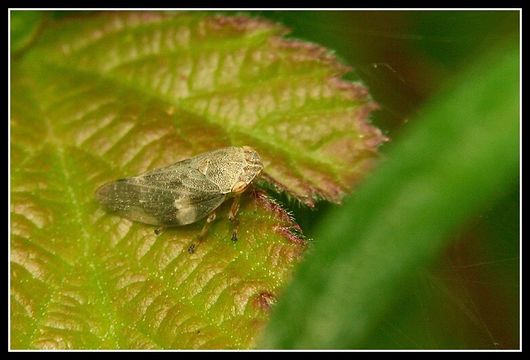 Image of Common froghopper