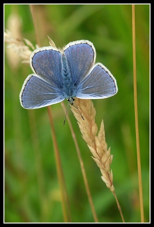 Image of common blue