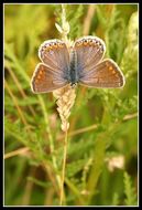 Image of common blue